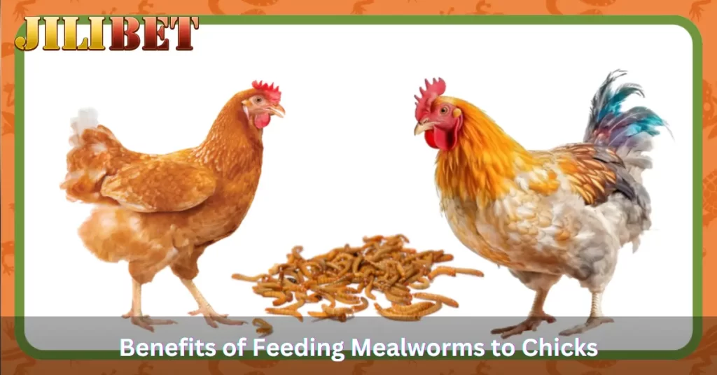 Benefits of Feeding Mealworms to Roosters