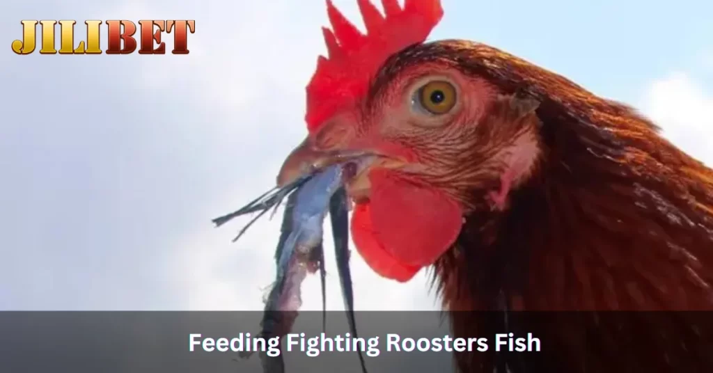 Feeding Fighting Roosters Fish: Is It Good to Give Them a Lot?