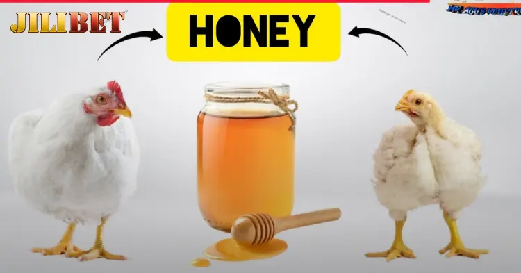 What Does Giving Chicks Honey Mean?