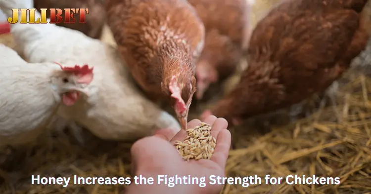 Honey Increases the Fighting Strength for Chickens