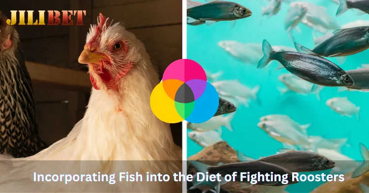 Benefits of Incorporating Fish into the Diet of Fighting Roosters