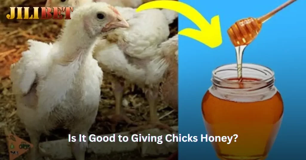 Is It Good to Giving Chicks Honey?