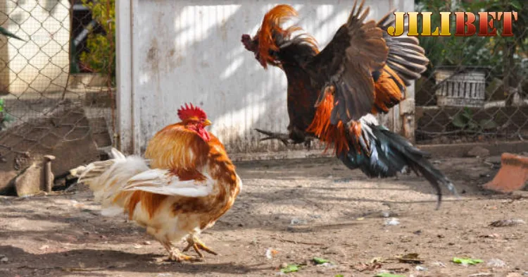 Steps to Raising Fighting Roosters with Strong Legs