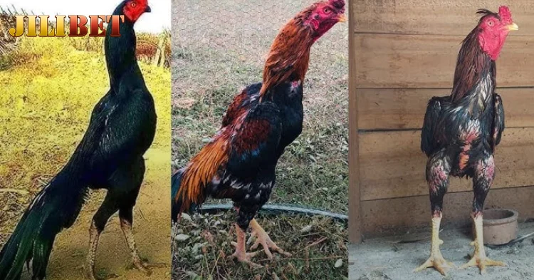 The Benefits of Supplementing Fish-Based Food into a Rooster's Diet