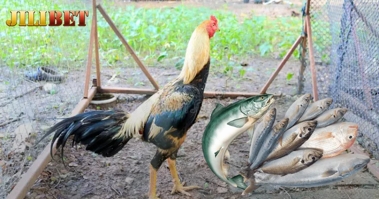 The Benefits of Feeding Fighting Roosters Fish