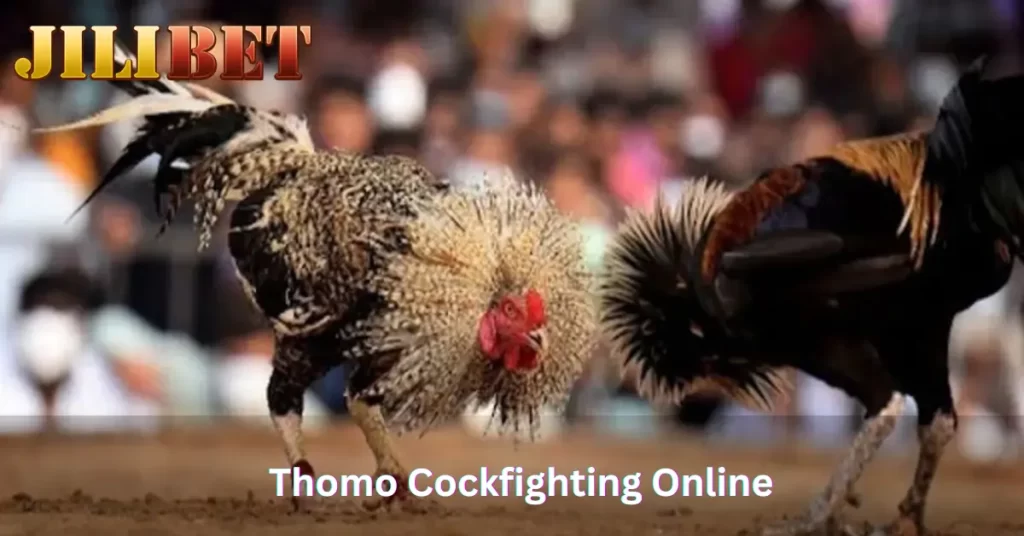 Thomo Cockfighting Online